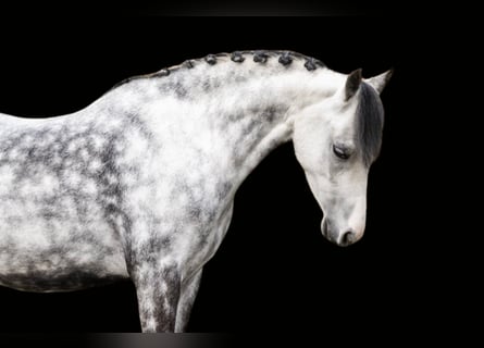 Welsh C (of Cob Type), Mare, 6 years, 12,3 hh, Grey