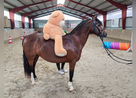 Welsh C (of Cob Type), Mare, 7 years, 12,2 hh, Bay-Dark
