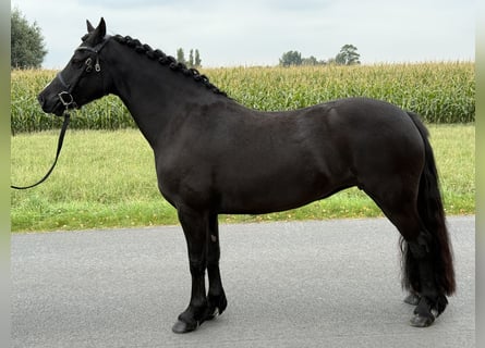 Welsh C (of Cob Type), Mare, 7 years, 13,1 hh, Black