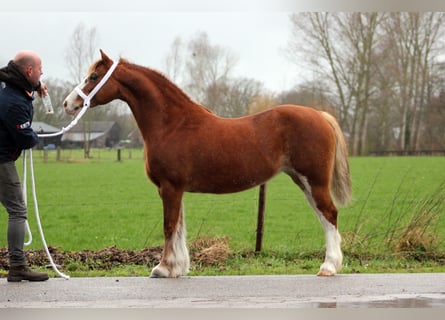 Welsh C (of Cob Type), Mare, 9 years, 12,2 hh, Chestnut-Red