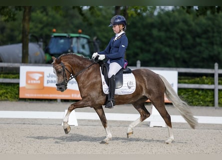 Welsh C (of Cob Type), Mare, 9 years, 13 hh, Chestnut-Red