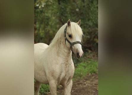 Welsh C (of Cob Type), Stallion, 2 years, 12.2 hh, Palomino