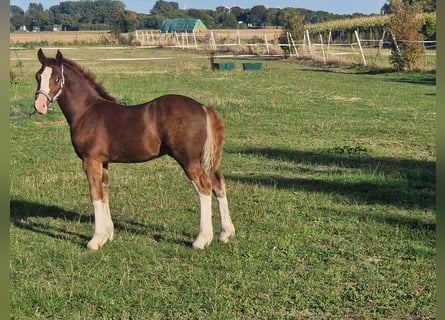 Welsh C (of Cob Type), Stallion, Foal (05/2026), 13.1 hh, Chestnut