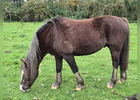 Welsh-C, Ruin, 12 Jaar, Donkere-vos