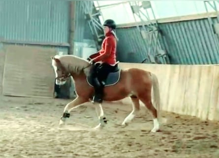 Welsh-C, Ruin, 4 Jaar, 140 cm, Vos