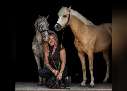 Welsh-C, Ruin, 5 Jaar, 133 cm, Palomino