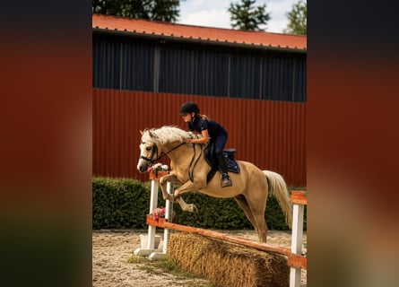 Welsh-C, Ruin, 5 Jaar, 133 cm, Palomino