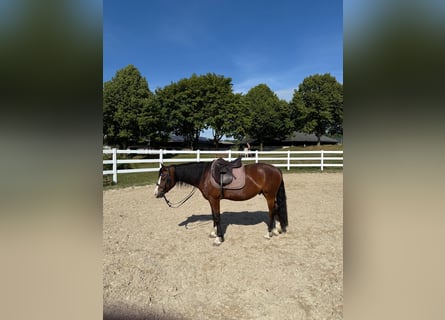 Welsh-C, Ruin, 9 Jaar, 137 cm, Bruin