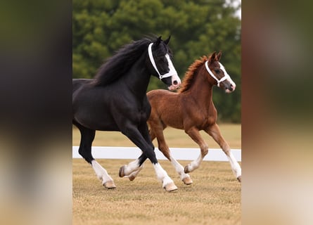 Welsh-C, Stallone, Puledri (05/2026), 136 cm, Sauro scuro
