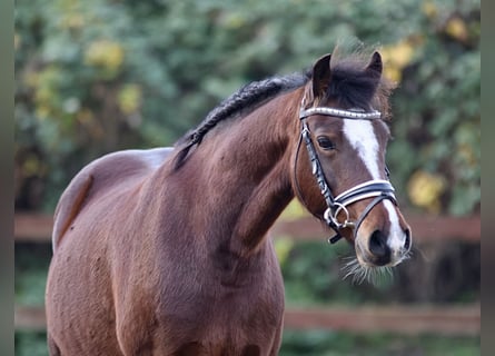 Welsh-C, Stute, 10 Jahre, 138 cm, Brauner