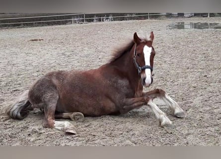 Welsh-C, Stute, 15 Jahre, 138 cm, Dunkelfuchs