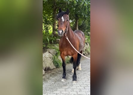 Welsh-C, Stute, 15 Jahre, 155 cm, Brauner