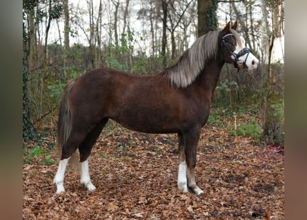 Welsh-C, Stute, 2 Jahre, 134 cm, Fuchs