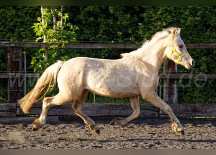 Welsh-C, Stute, 2 Jahre, 135 cm, Palomino