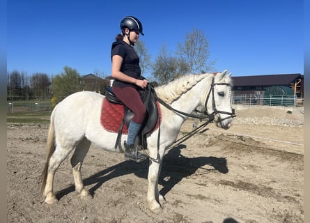 Welsh-C, Wallach, 11 Jahre, 135 cm, Apfelschimmel