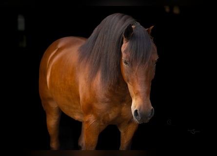 Welsh-C Mix, Wallach, 13 Jahre, 140 cm, Rotbrauner