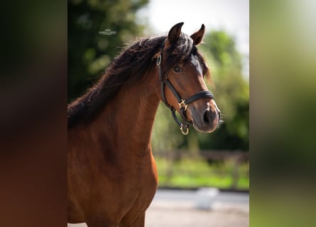 Welsh-C, Wallach, 2 Jahre, 129 cm, Brauner
