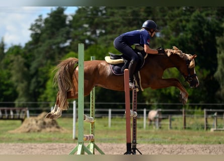 Welsh-C, Wallach, 5 Jahre, 135 cm, Fuchs