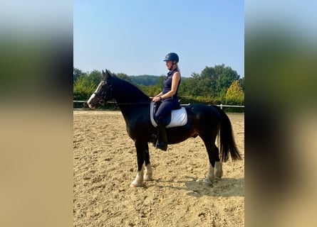 Welsh D (Cob), Gelding, 12 years, 15 hh, Black