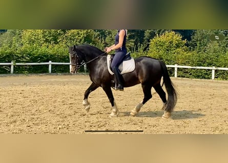 Welsh-D, Wallach, 12 Jahre, 15 hh, Rappe