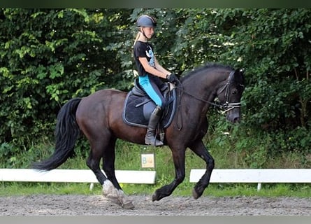 Welsh D (Cob), Gelding, 13 years, 14,1 hh, Black