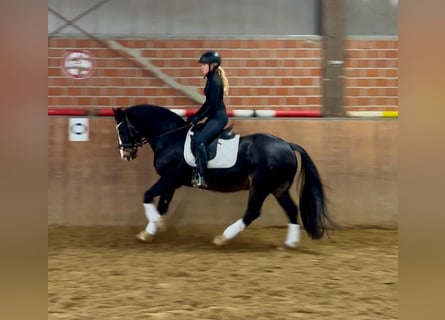 Welsh D (Cob), Gelding, 13 years, 14,3 hh, Black