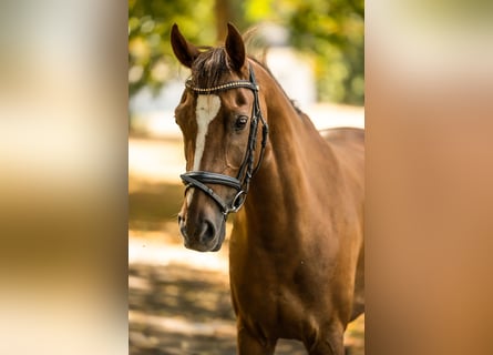 Welsh D (Cob), Gelding, 14 years, 14,1 hh, Chestnut