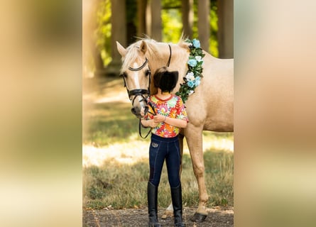 Welsh D (Cob), Gelding, 15 years, 14,2 hh, Palomino