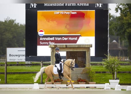 Welsh D (Cob), Gelding, 17 years, 14.1 hh, Palomino