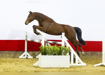 Welsh D (Cob), Gelding, 3 years, 14,1 hh, Brown