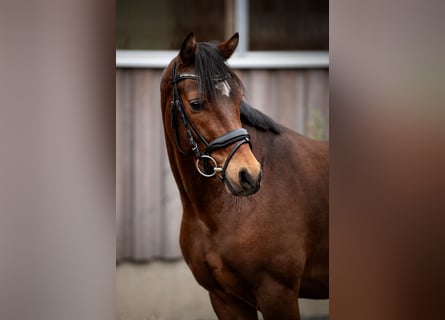 Welsh-D, Wallach, 4 Jahre, 14,2 hh, Brauner