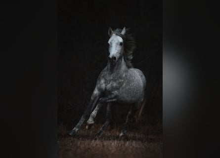 Welsh D (Cob), Gelding, 4 years, 14,2 hh, Gray-Dapple