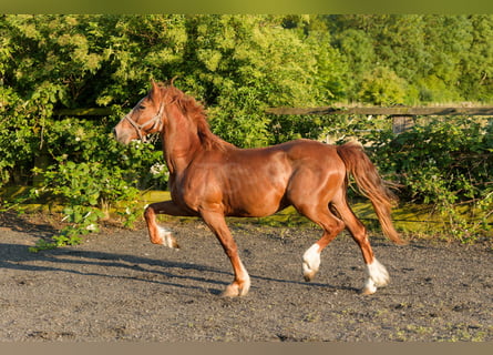 Welsh D (Cob), Gelding, 4 years, 15,2 hh, Chestnut-Red