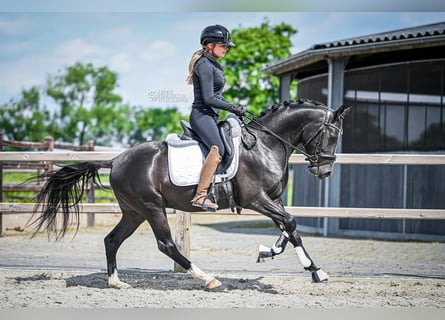 Welsh D (Cob), Gelding, 4 years, Black