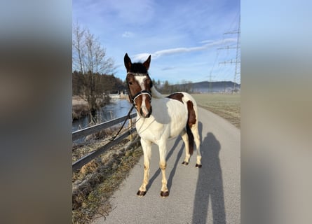 Welsh D (Cob), Gelding, 5 years, 13,2 hh, Pinto