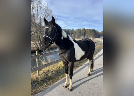 Welsh D (Cob), Gelding, 5 years, 13,2 hh, Pinto