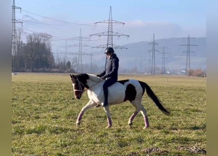 Welsh D (Cob), Gelding, 5 years, 13,2 hh, Pinto