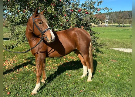 Welsh D (Cob) Mix, Gelding, 5 years, 14,2 hh, Chestnut-Red