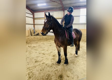 Welsh D (Cob), Gelding, 5 years, 15,1 hh, Brown