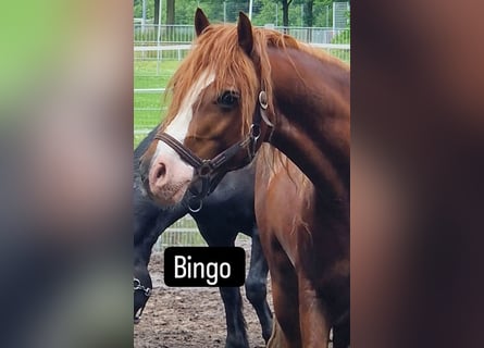 Welsh D (Cob), Gelding, 6 years, 14,1 hh, Chestnut-Red