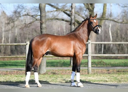 Welsh D (Cob), Gelding, 7 years, 14,2 hh, Bay-Dark