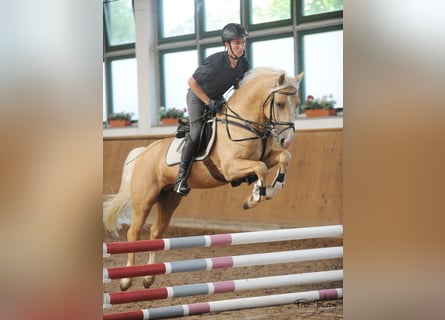 Welsh D (Cob), Gelding, 8 years, 14,2 hh, Palomino