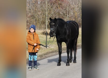 Welsh D (Cob), Gelding, 9 years, 14,1 hh, Black