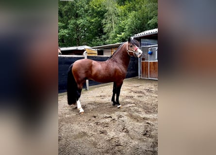 Welsh D (Cob), Hingst, 4 år, 143 cm, Brun