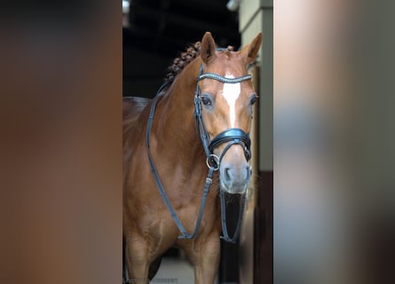 Welsh D (Cob), Mare, 10 years, 14,2 hh, Chestnut