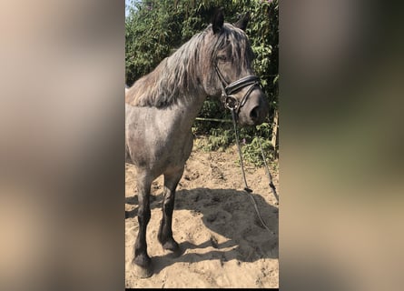 Welsh-D, Stute, 10 Jahre, 14,3 hh, Roan-Blue