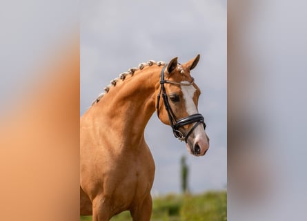 Welsh D (Cob), Mare, 11 years, 14,2 hh, Palomino