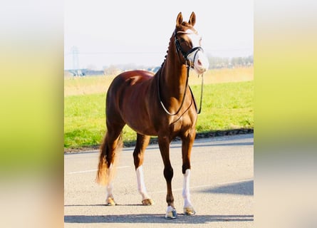 Welsh D (Cob), Mare, 12 years, 14,2 hh, Chestnut-Red