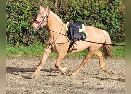 Welsh D (Cob), Mare, 13 years, 15 hh, Palomino