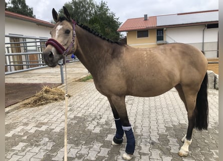 Welsh D (Cob), Mare, 15 years, 14,2 hh, Dun